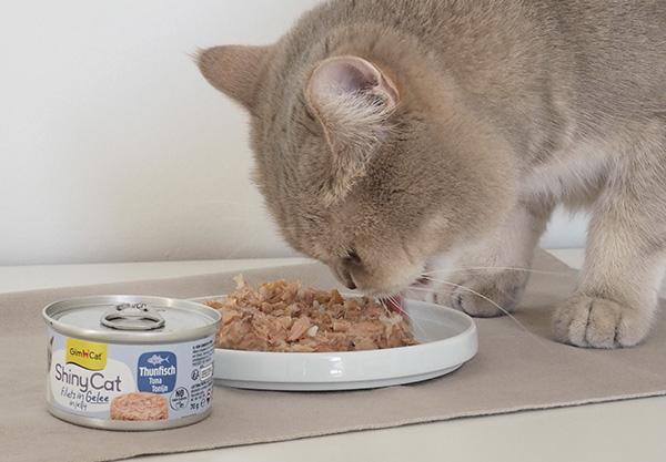Produkty Gimcat pre mačky